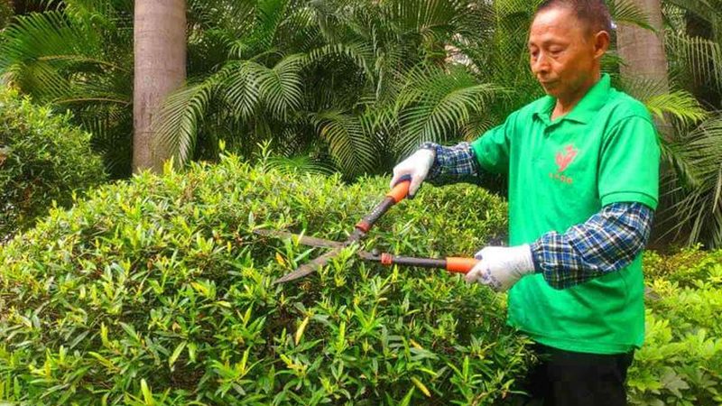 苗木种植报价单，这些注意事项你了解吗？**