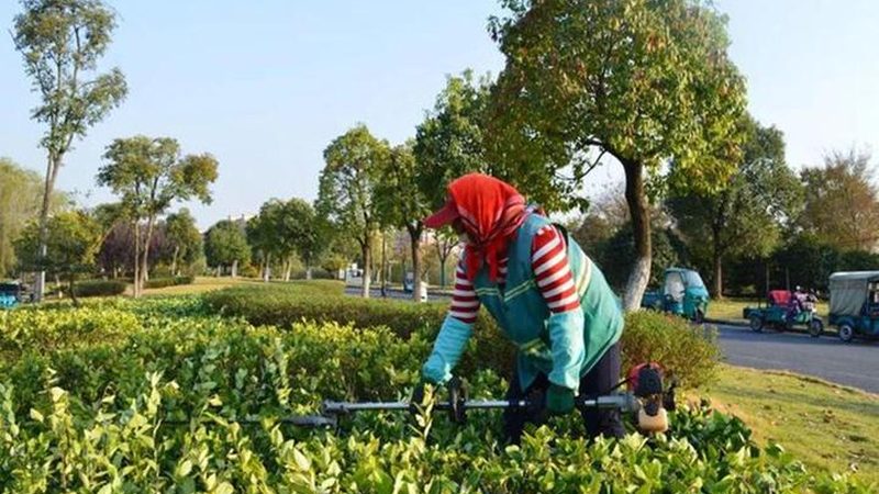 山地苗木种植技术教程：如何提高成活率与施工质量