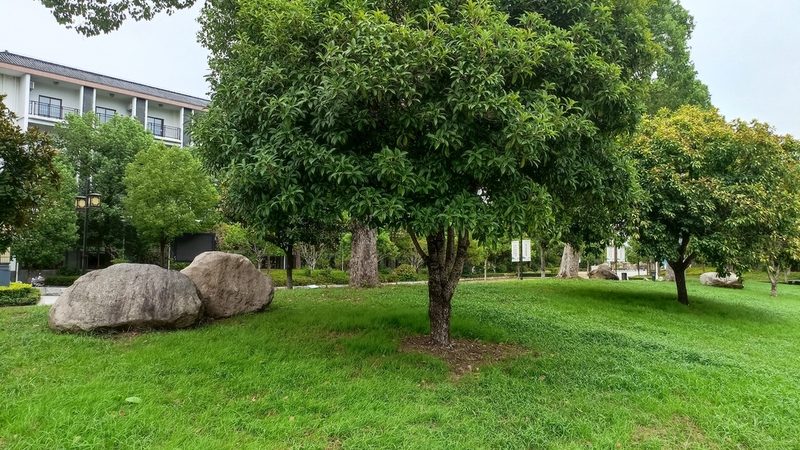 屋顶绿化种植箱：打造绿色屋顶的秘密武器**