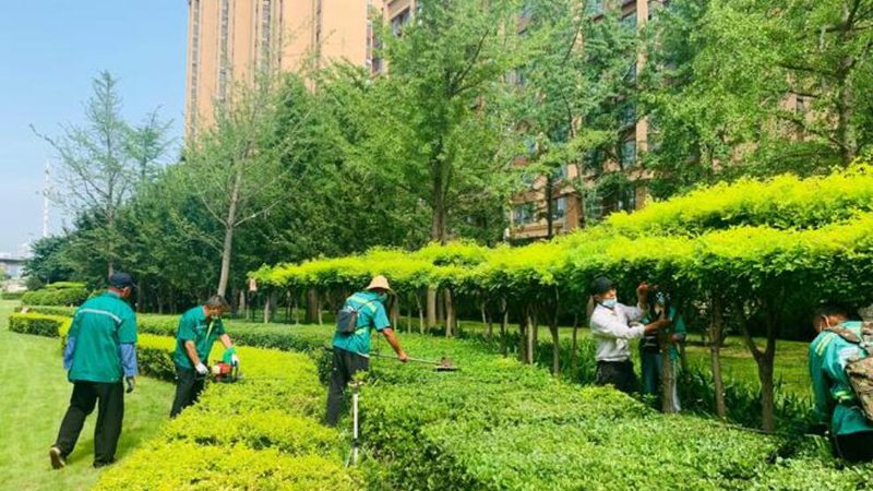 苗木种植：品种选择与价格因素考量